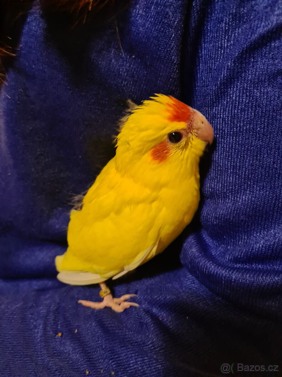 Kakariki rudočelý mláďata - 4