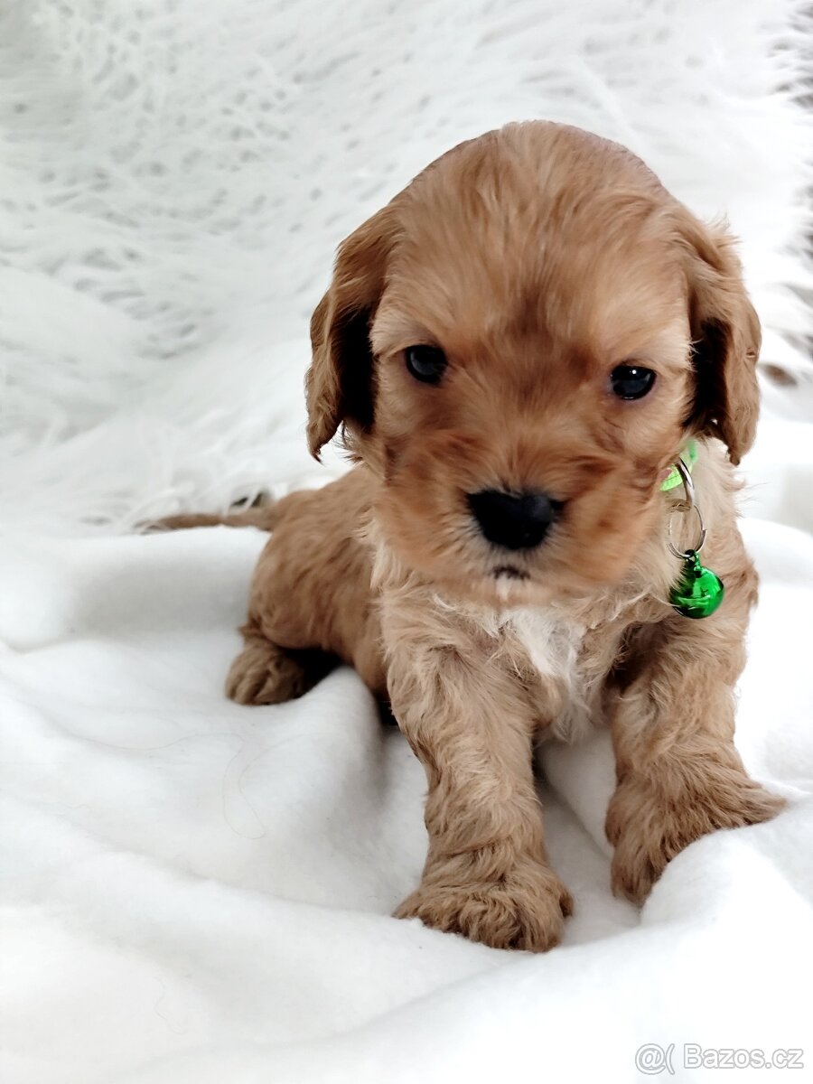 Cavapoo - 4