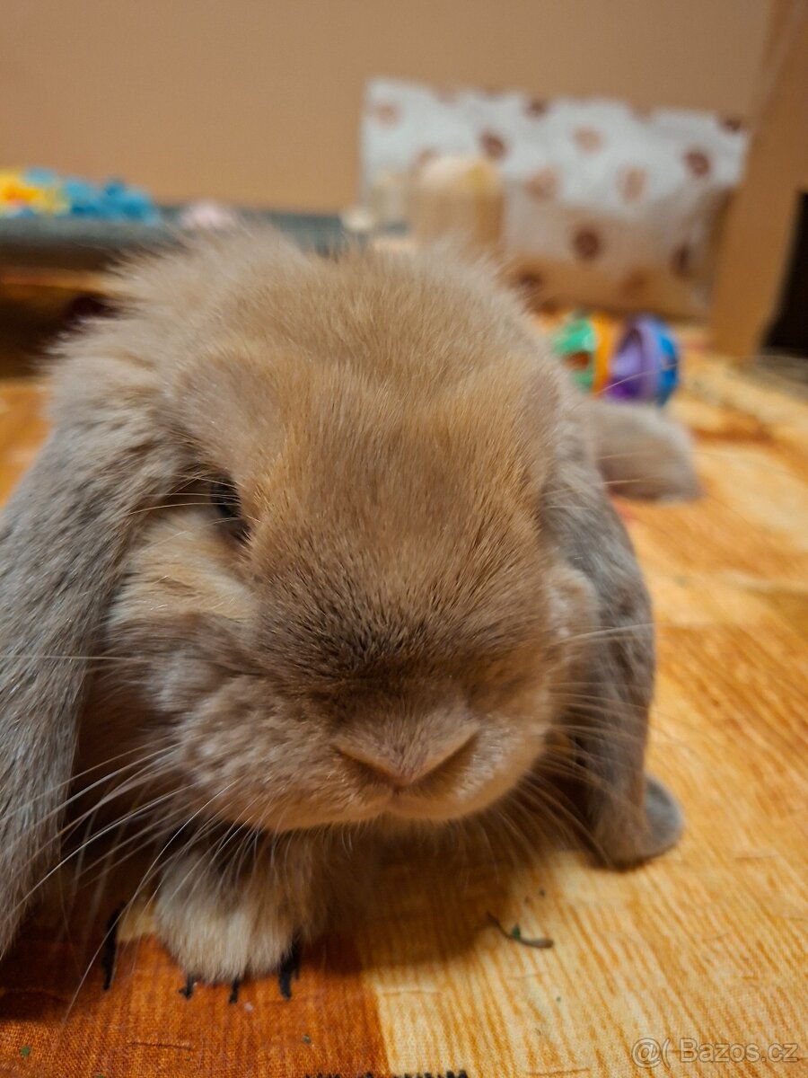 Kraličci Mini Lop - 4