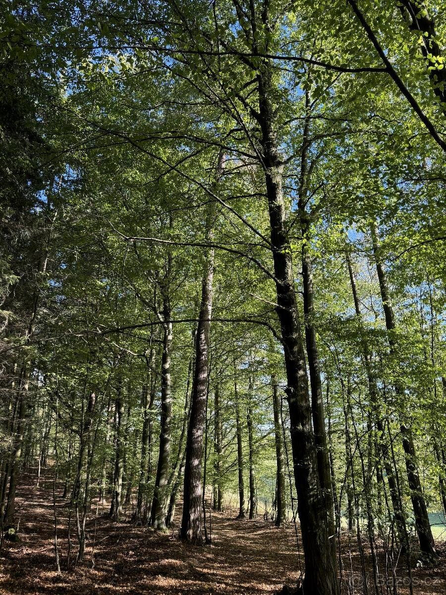 Prodám lesní pozemky v k.ú. Zvole u Zábřeha - 4