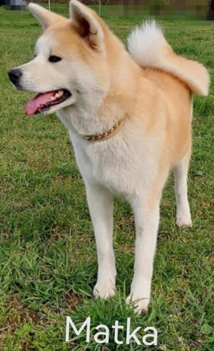 Akita inu - 4