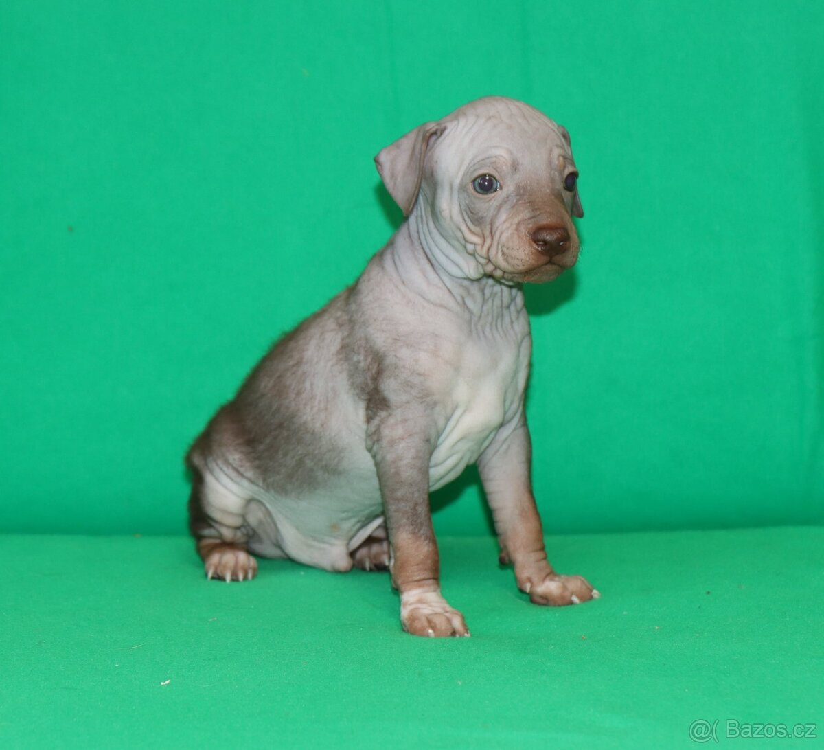 Pejsek Amerického bezsrstého teriéra s PP FCI - 4