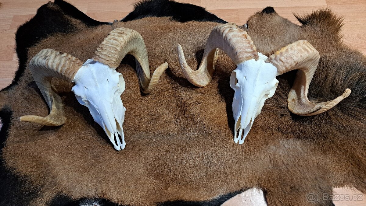 Trofeje, baran a cap - 4