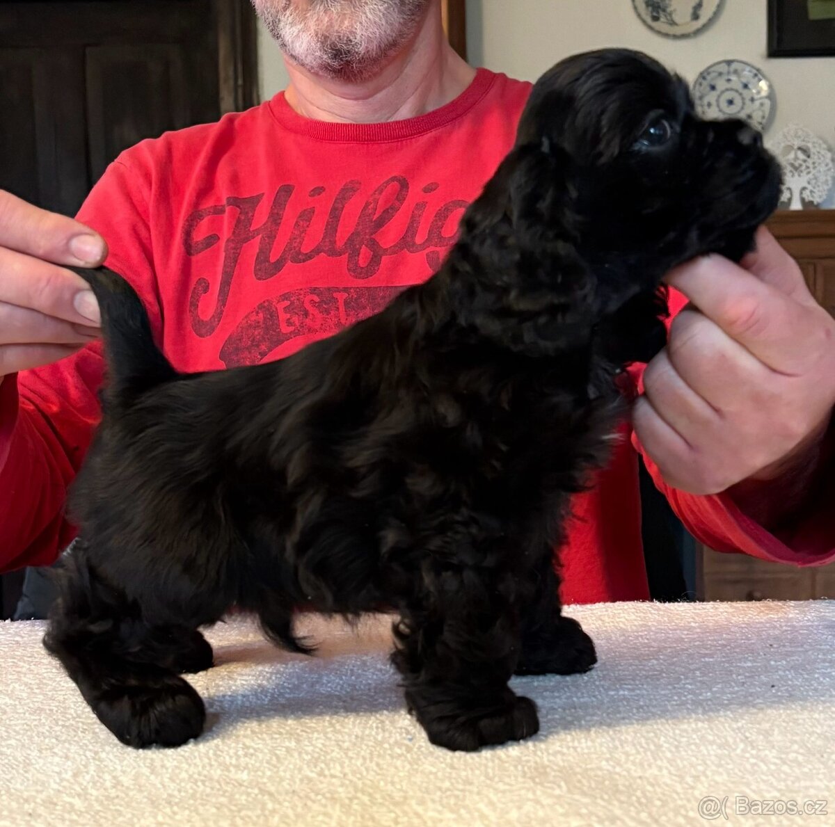 Americký kokršpaněl sPP - 4