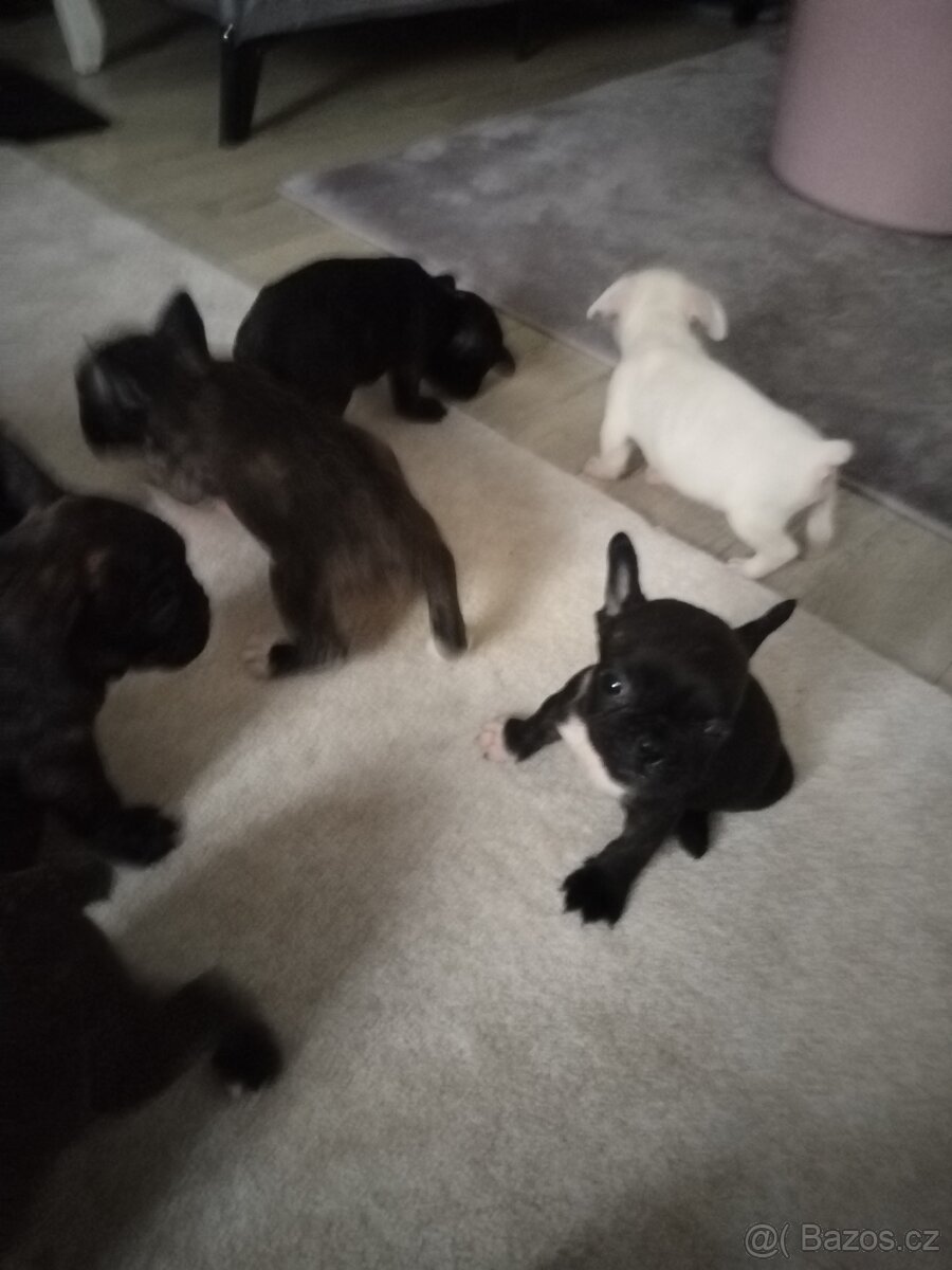 Francouzský buldoček - 4