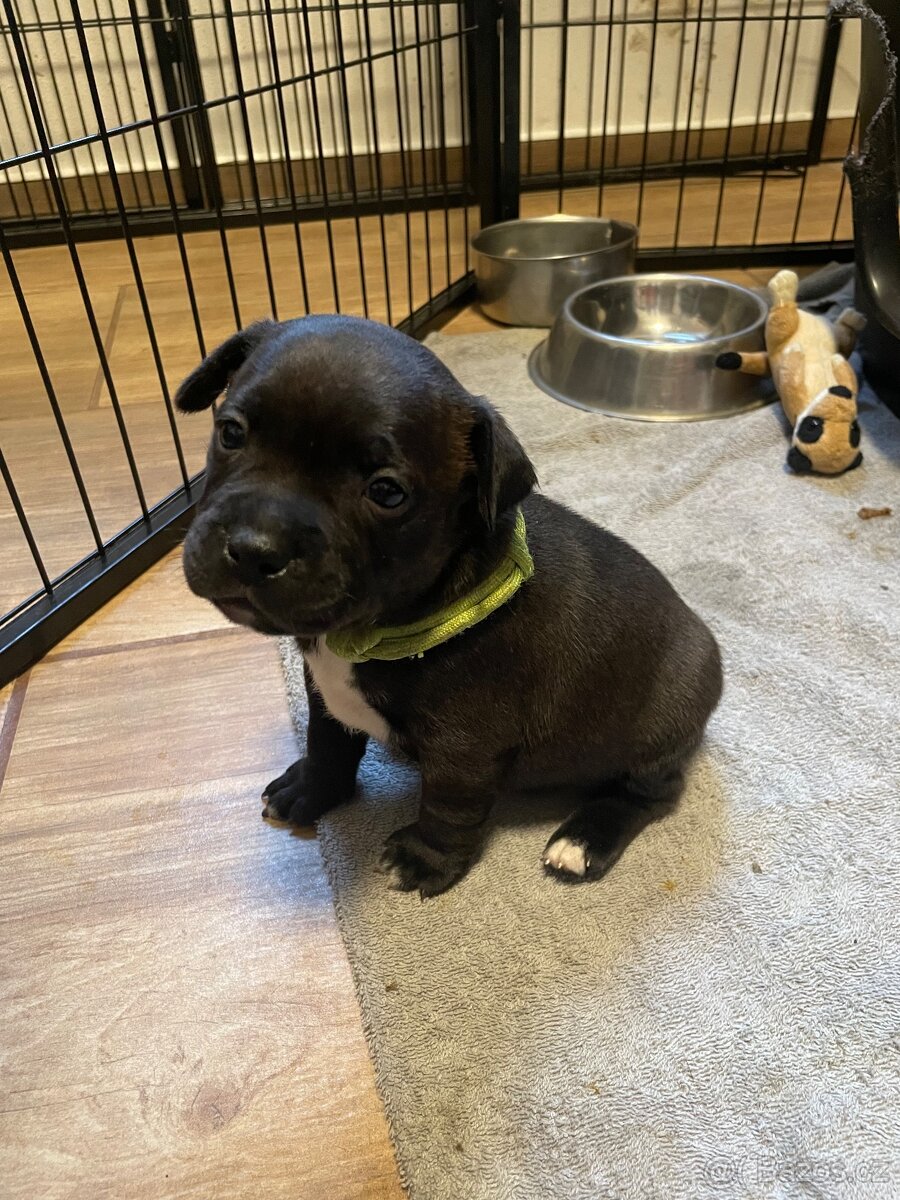 Stafordširsky bulteriér s pp - 4