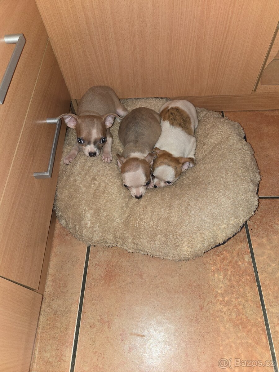 ČIVAVA KRATKOSRSTÁ HOLČIČKY - 4