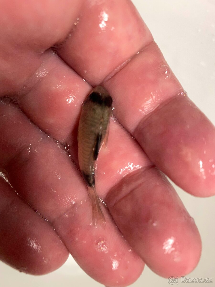 Corydoras Panda - 4