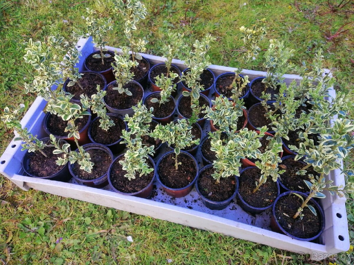 Prodám Buxus a Brslen - 4