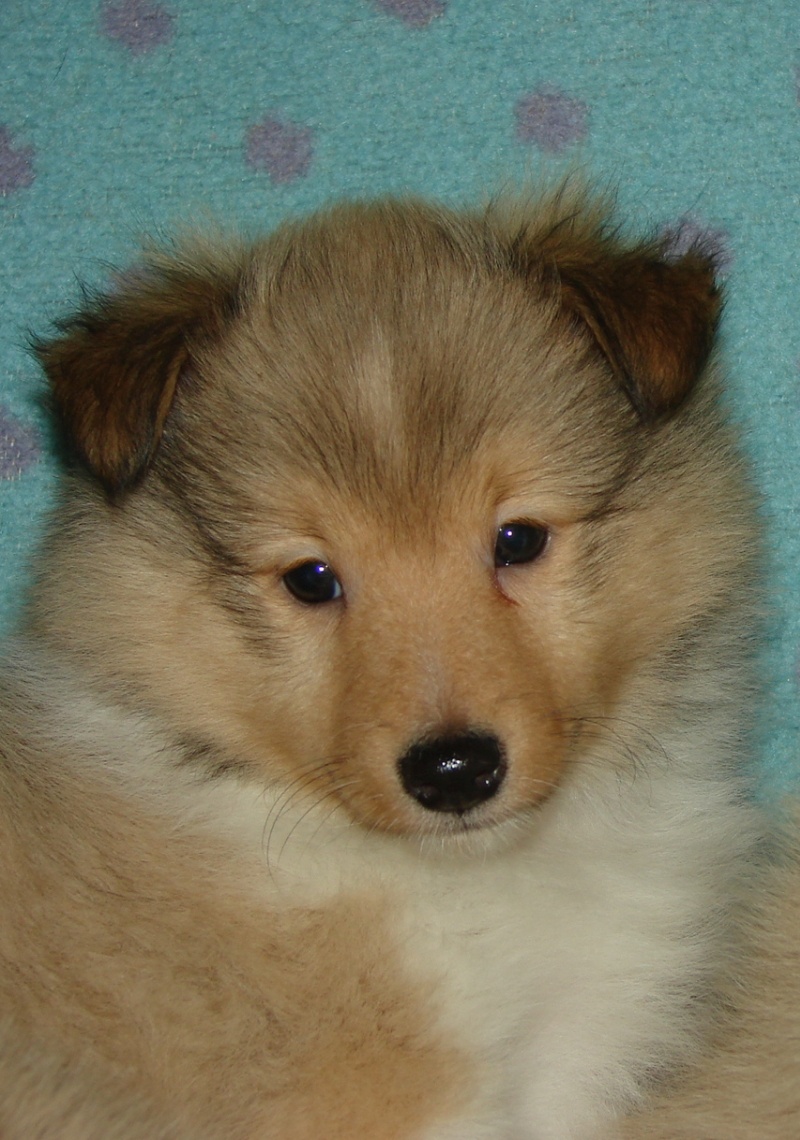 Sheltie - štěňata pejsci s PP - 4