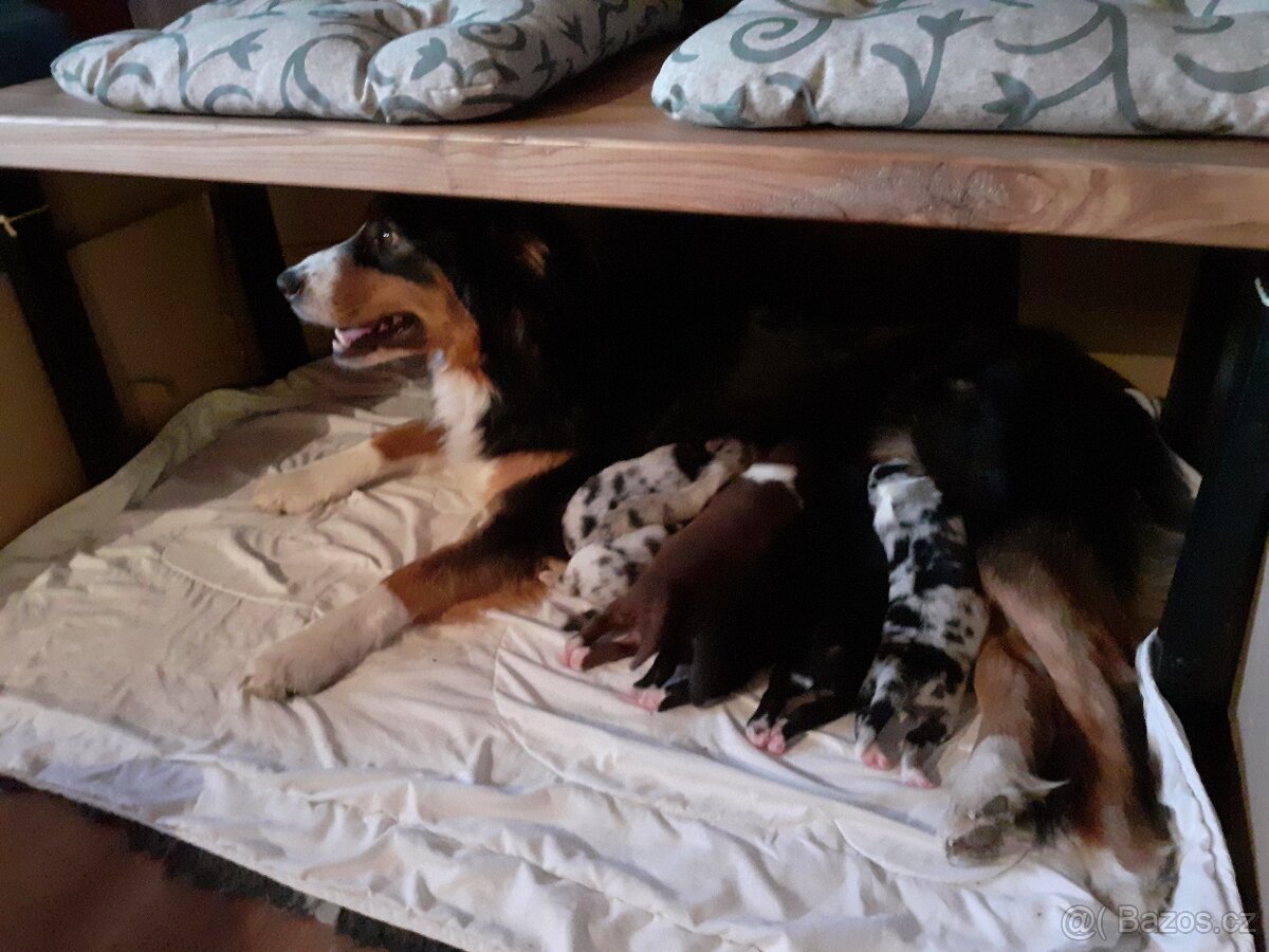 Australský ovčák bez PP štěně pejsci - 4