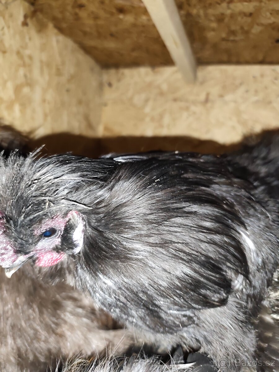 Hedvábničky kohouti - 4