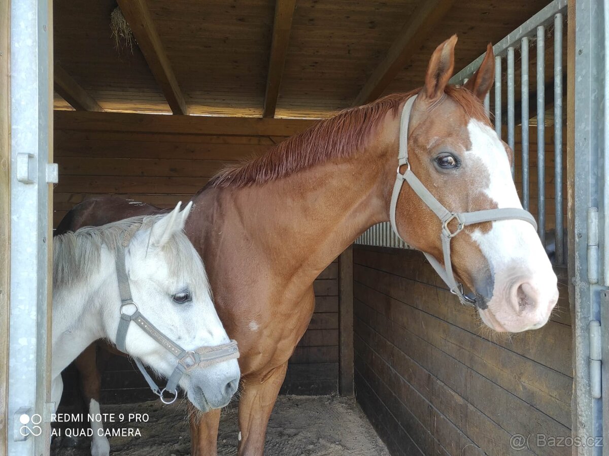 Pony 135cm - 4