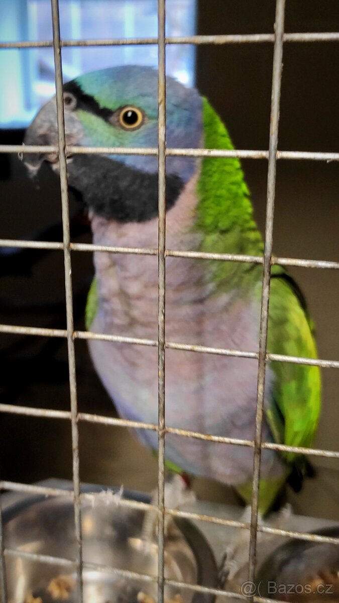 Alexandr čínský - samice - 4