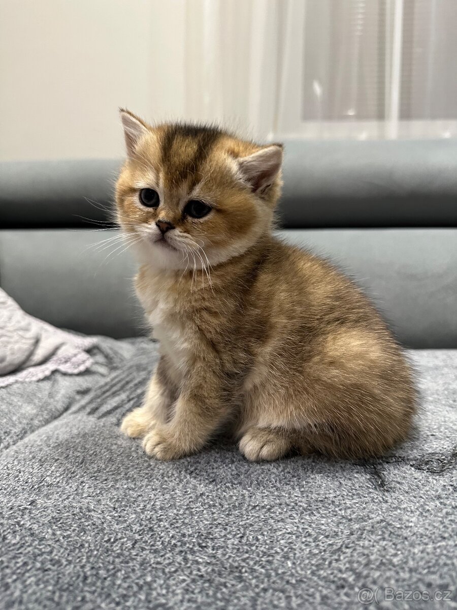 Britská koťáta zlaté činčily - 4