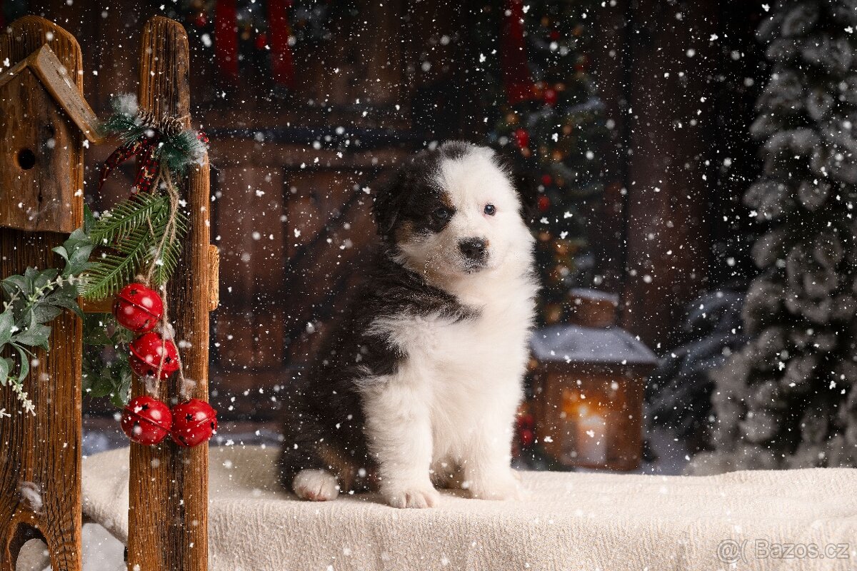 Australský ovčák štěňátka s PP - 4