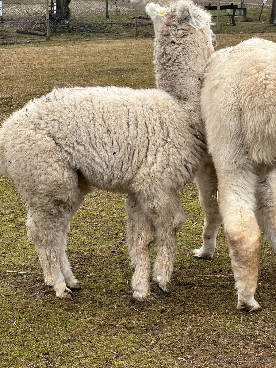 Lama alpaka samička - 4