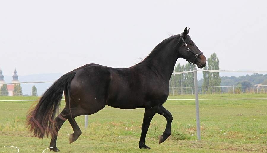 Líbivá kobylka - 4