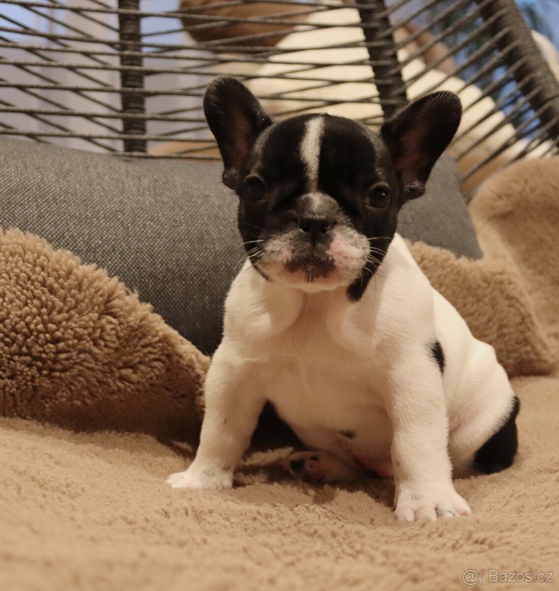 Francouzský buldoček s PP FCI - 4