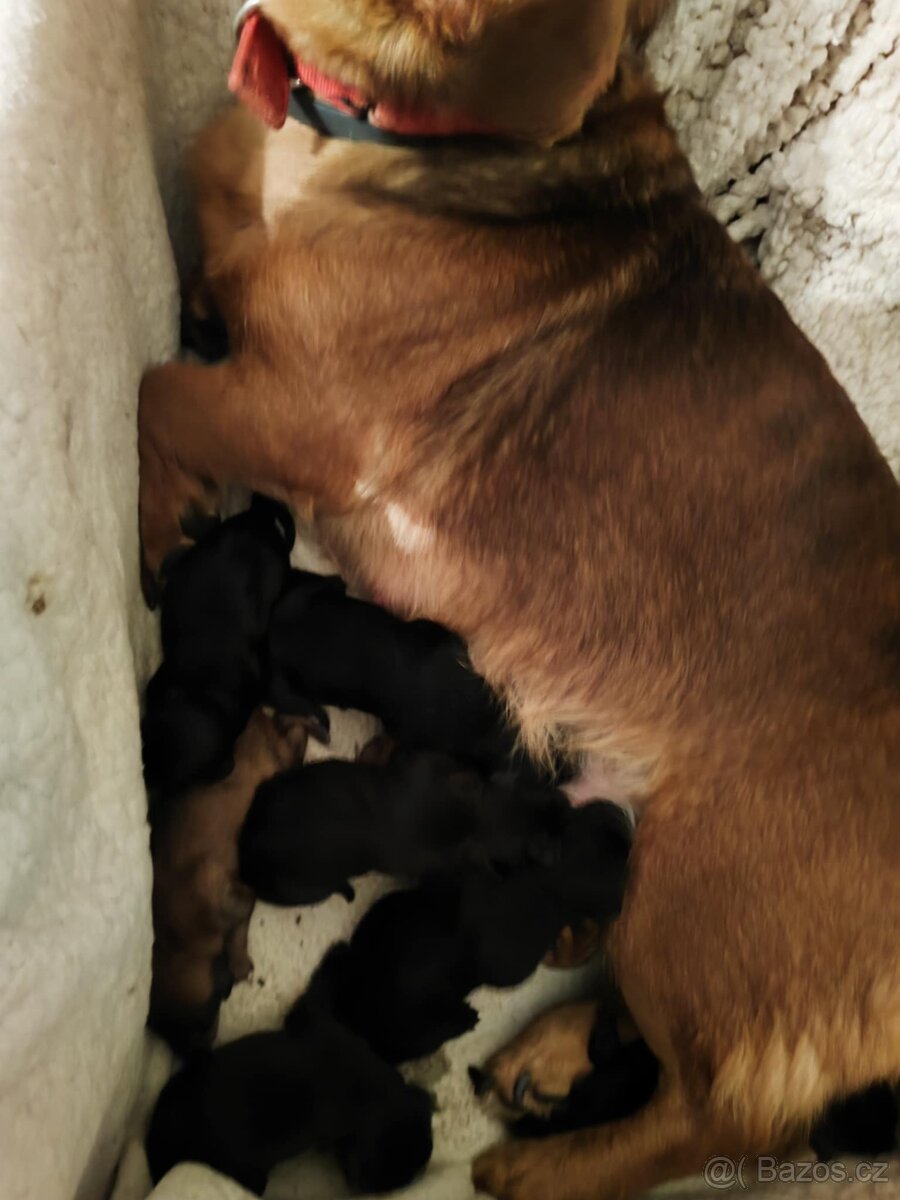 Štěňata křížence - 4
