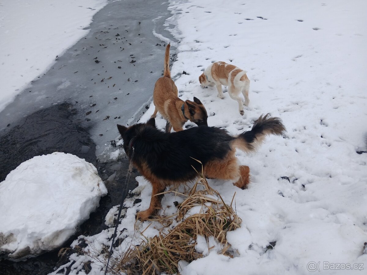 Německý ovčak - 4