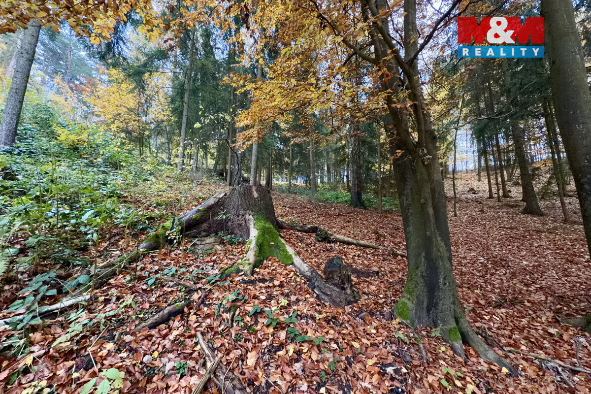 Prodej lesa, 6855 m², Jestřebí - 4