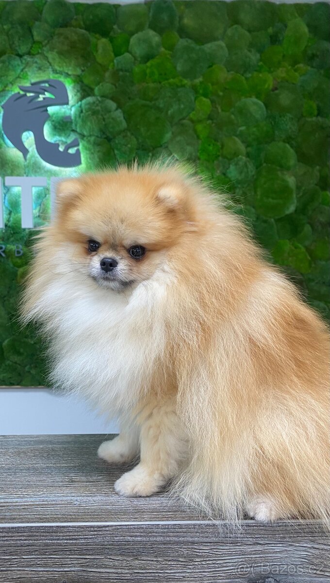 Pomeranian s PP KE KRYTÍ 🤍 - 4