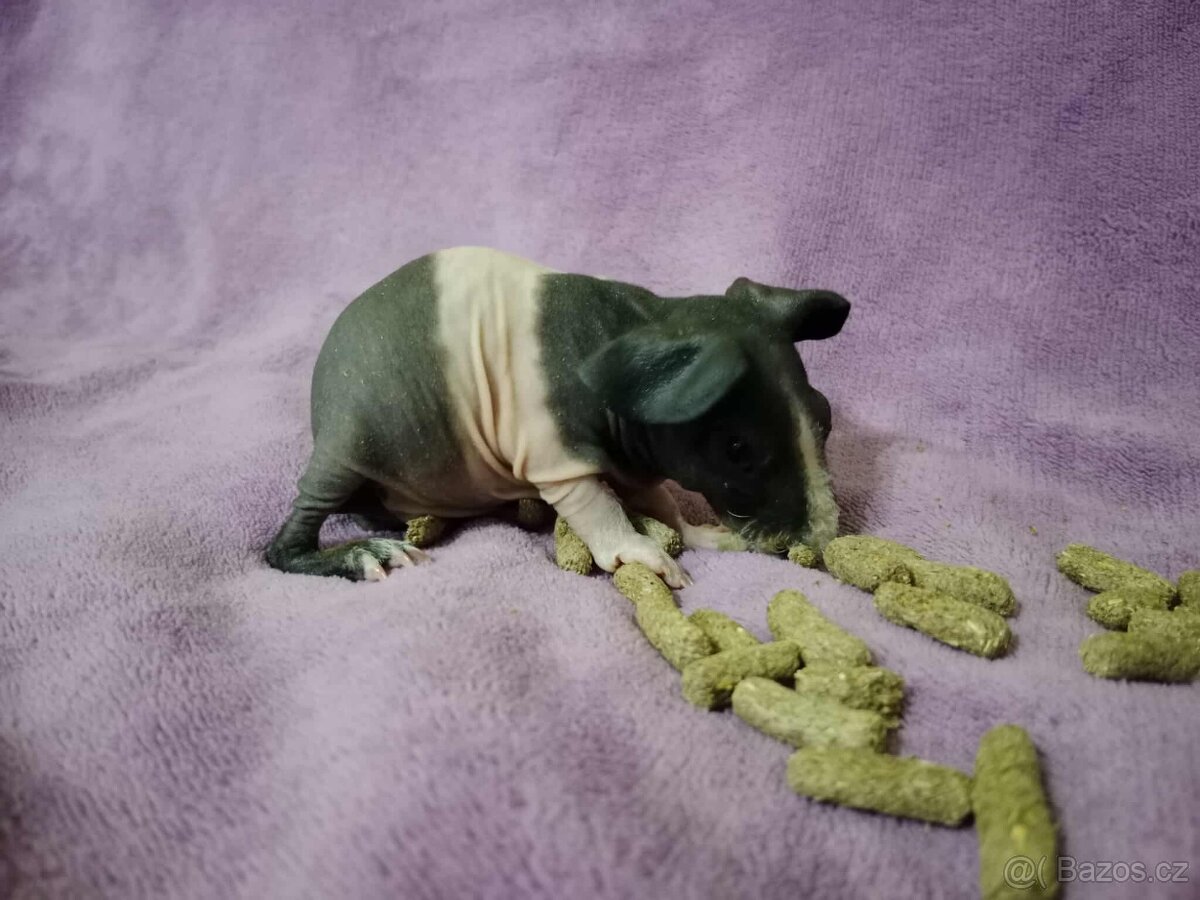 🔍🏡💕🔎 hledáme láskyplný domov pro skinny morčatka - 4