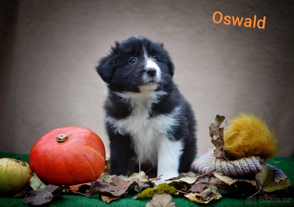 Border kolie s PP - 4