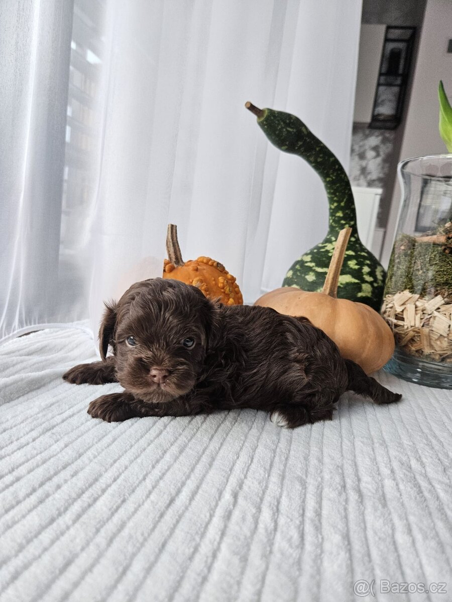 Ruská barevná bolonka - štěňátka s PP k odběru - 4