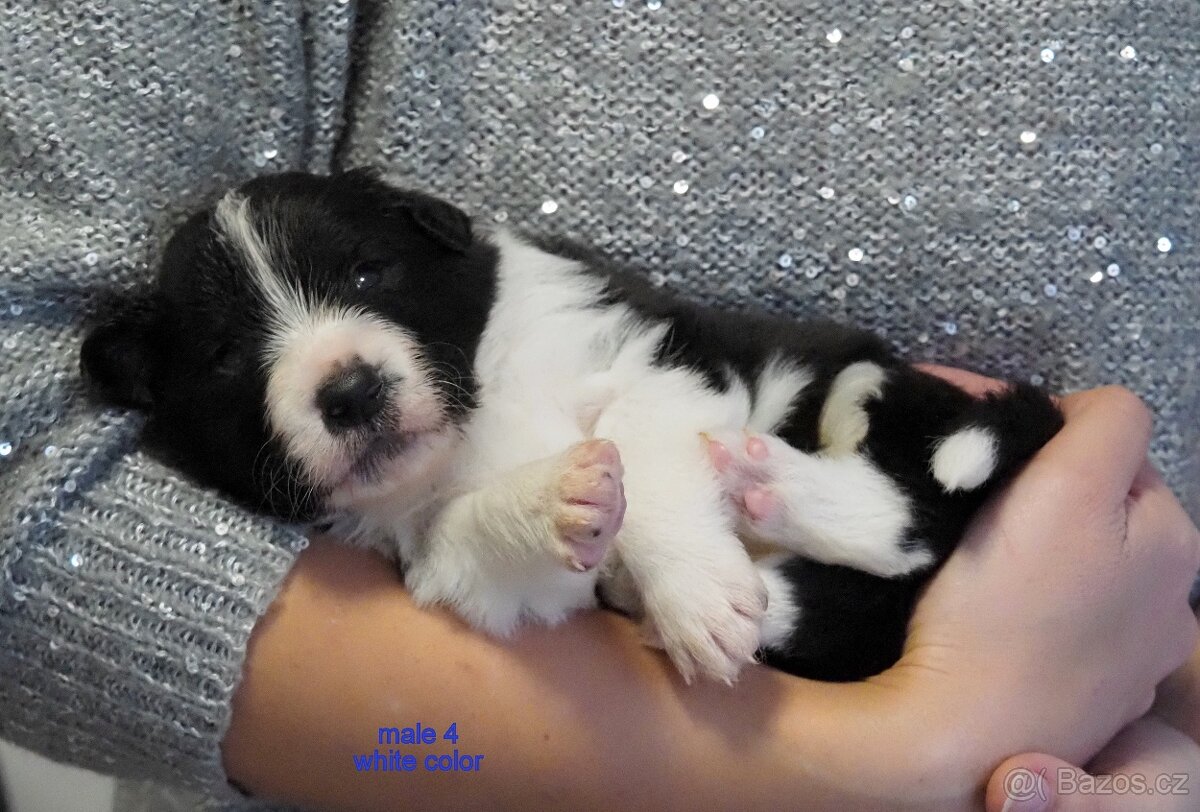Border kolie s PP - kluci - 4