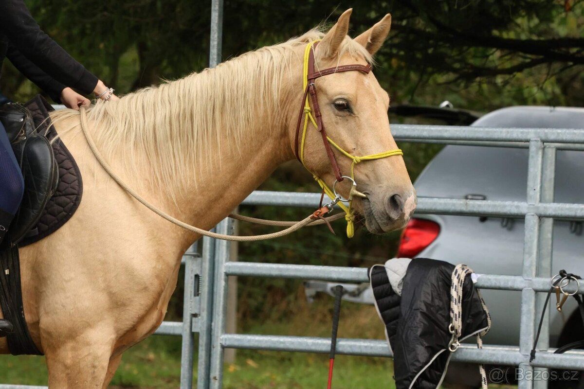 Prodám hřebce Kůň Kinský, - 4