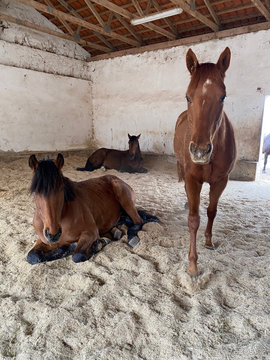 Pastevní ustájení Kočvary - 4