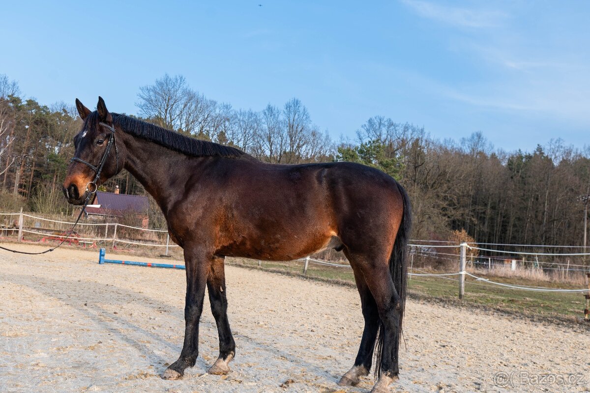 Valach 4 roky, valach 5 let - 4