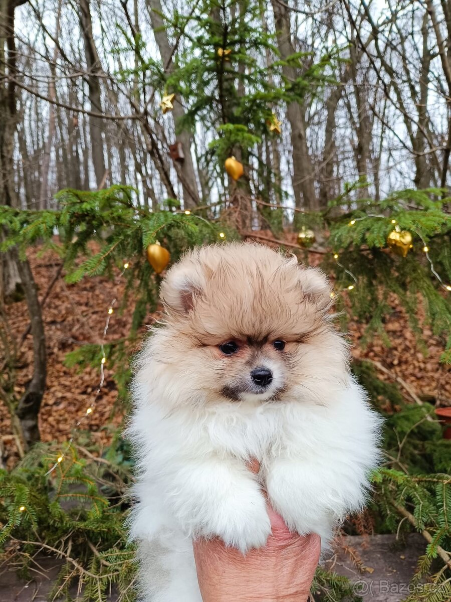 Pomeranian s PP - 4