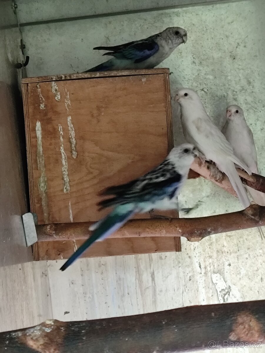 Rosela modrá na ino - 4