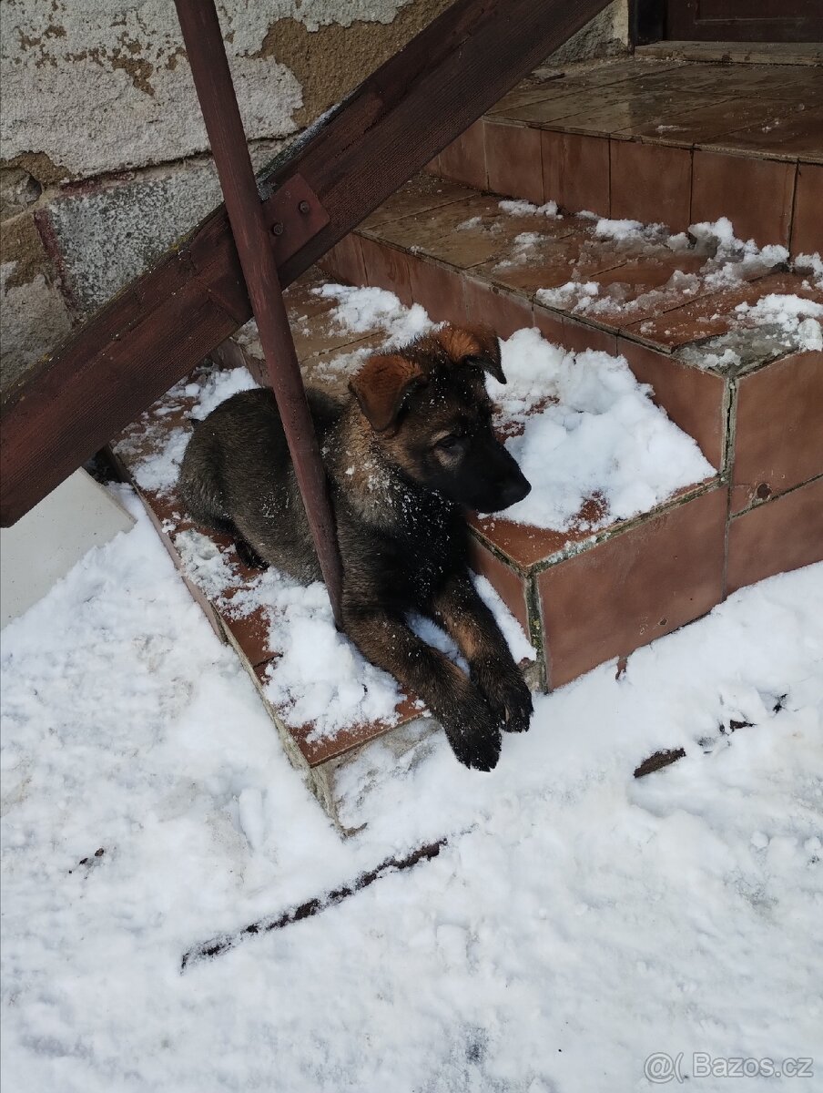 Německý ovčák - 4