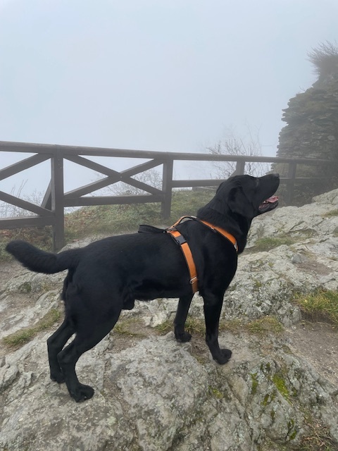 Černý labrador krytí - 4