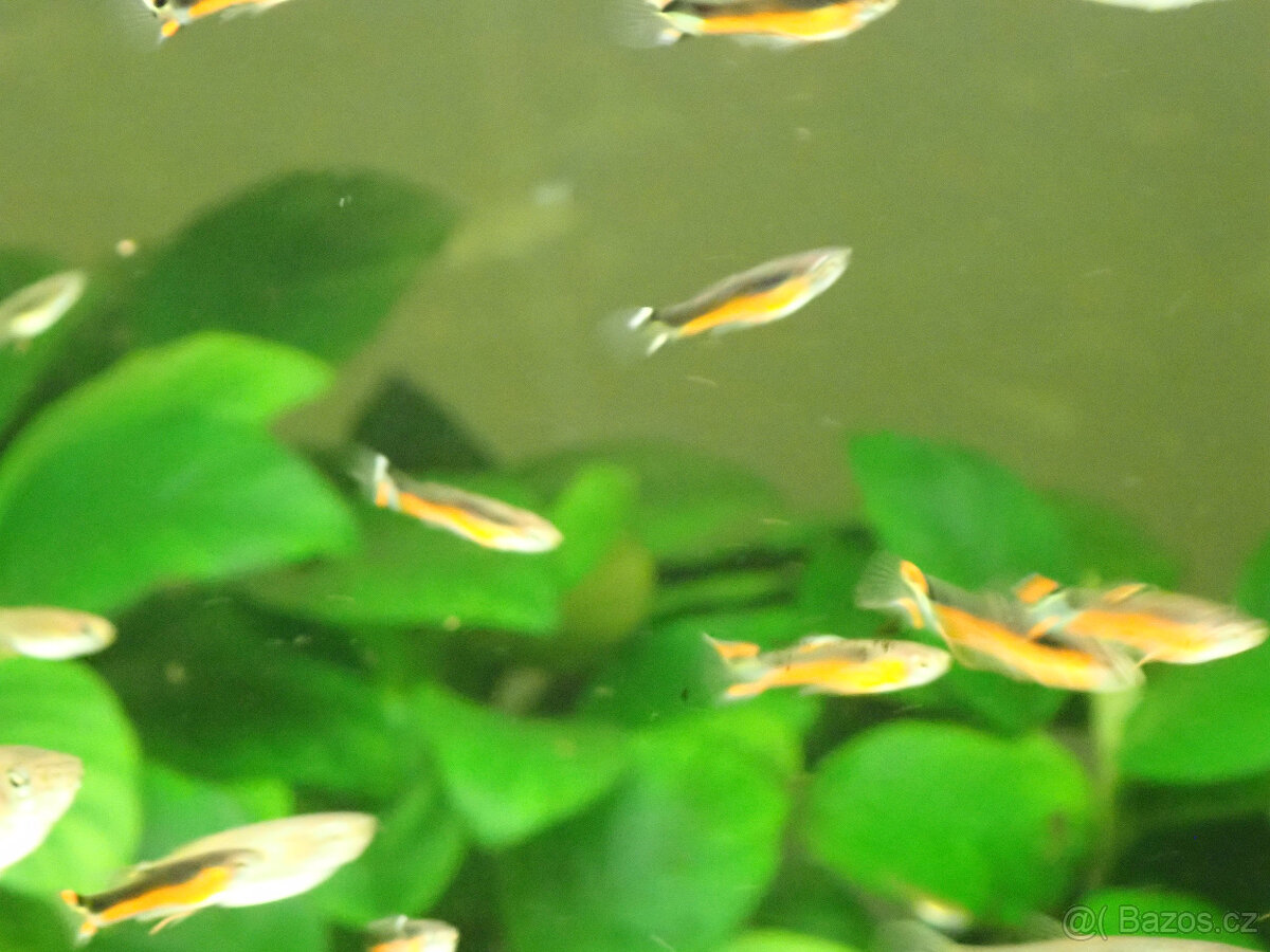 živorodka Wingeova - var. Santa Maria - 4