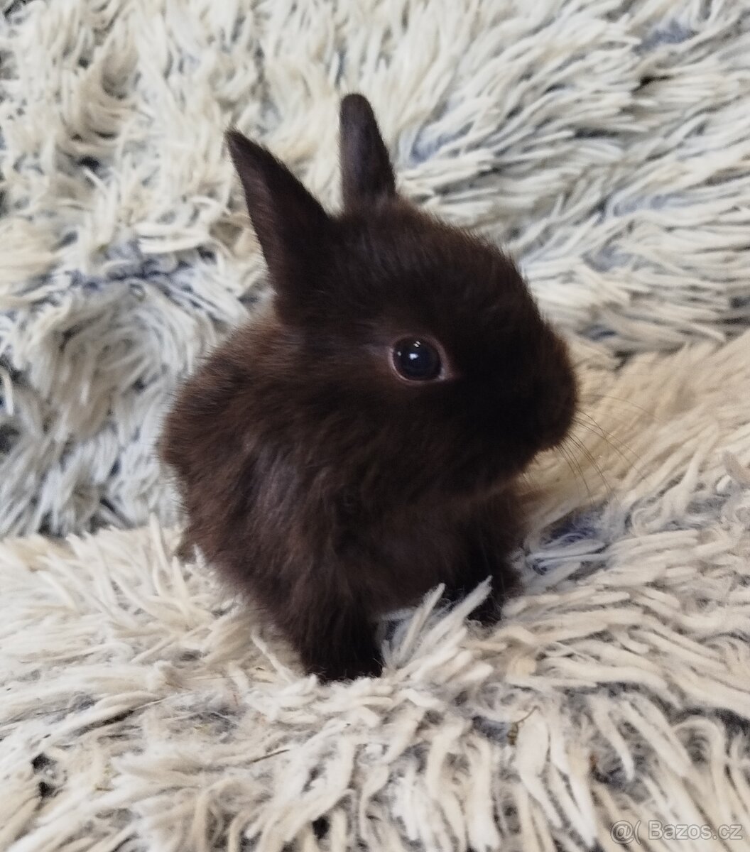 Zakrslý krátkouchý s VP - 4