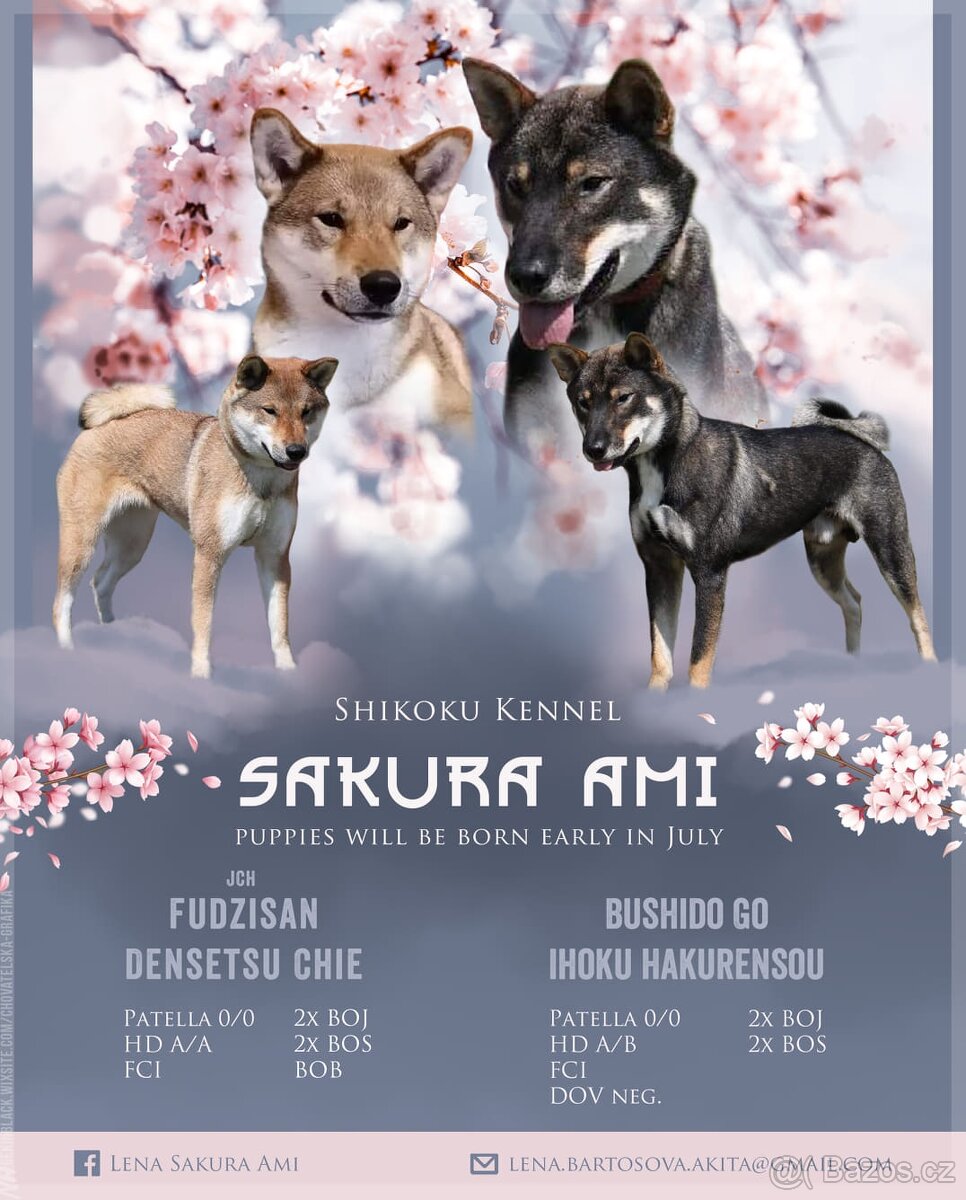 Československý vlčák - Shikoku - 4