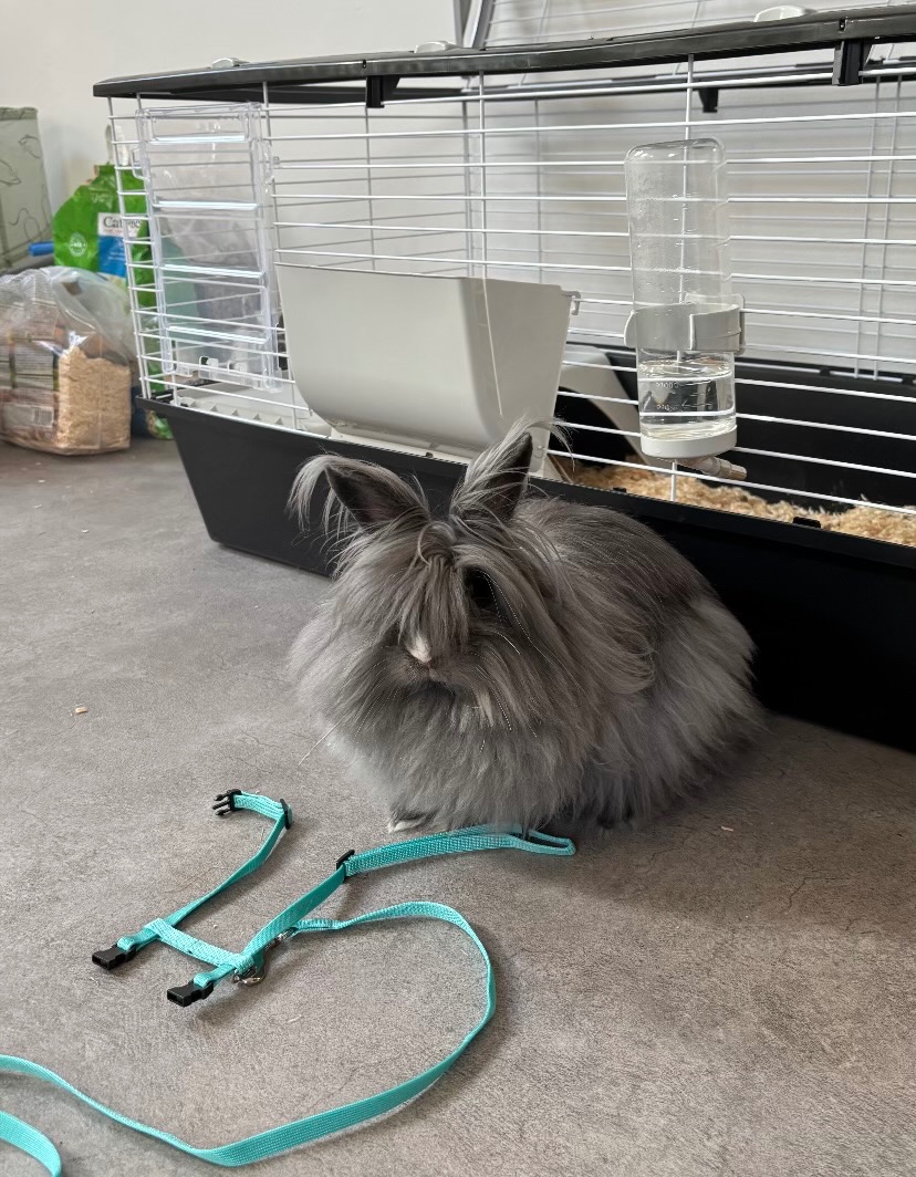 Samička králíka + klec - 4