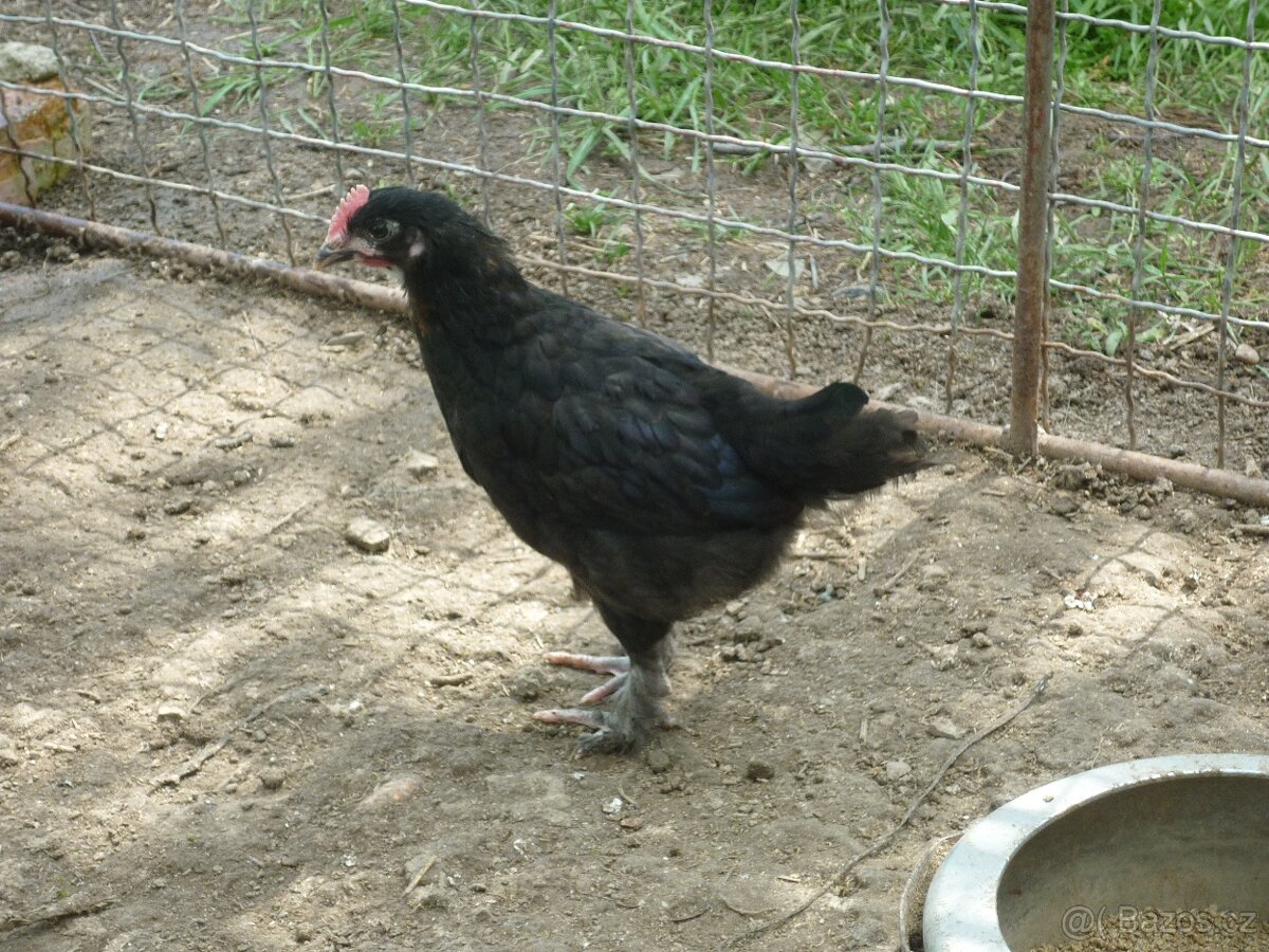 MARANS-kuřice - 4