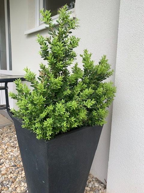 Buxus - 4