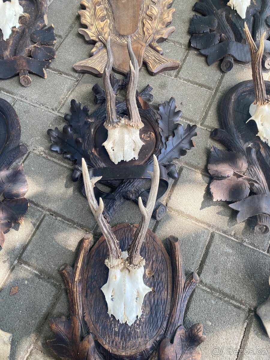 Lovecké trofeje srnčí paroží - 4