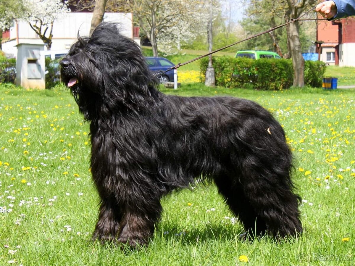 Briard s PP - 4