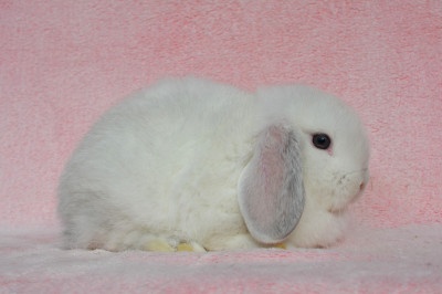 Sameček minilop Idol - 4