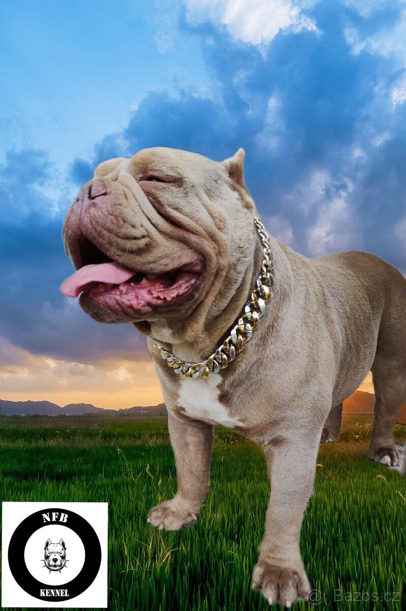 American Bully pocket exotic - krytí - 4