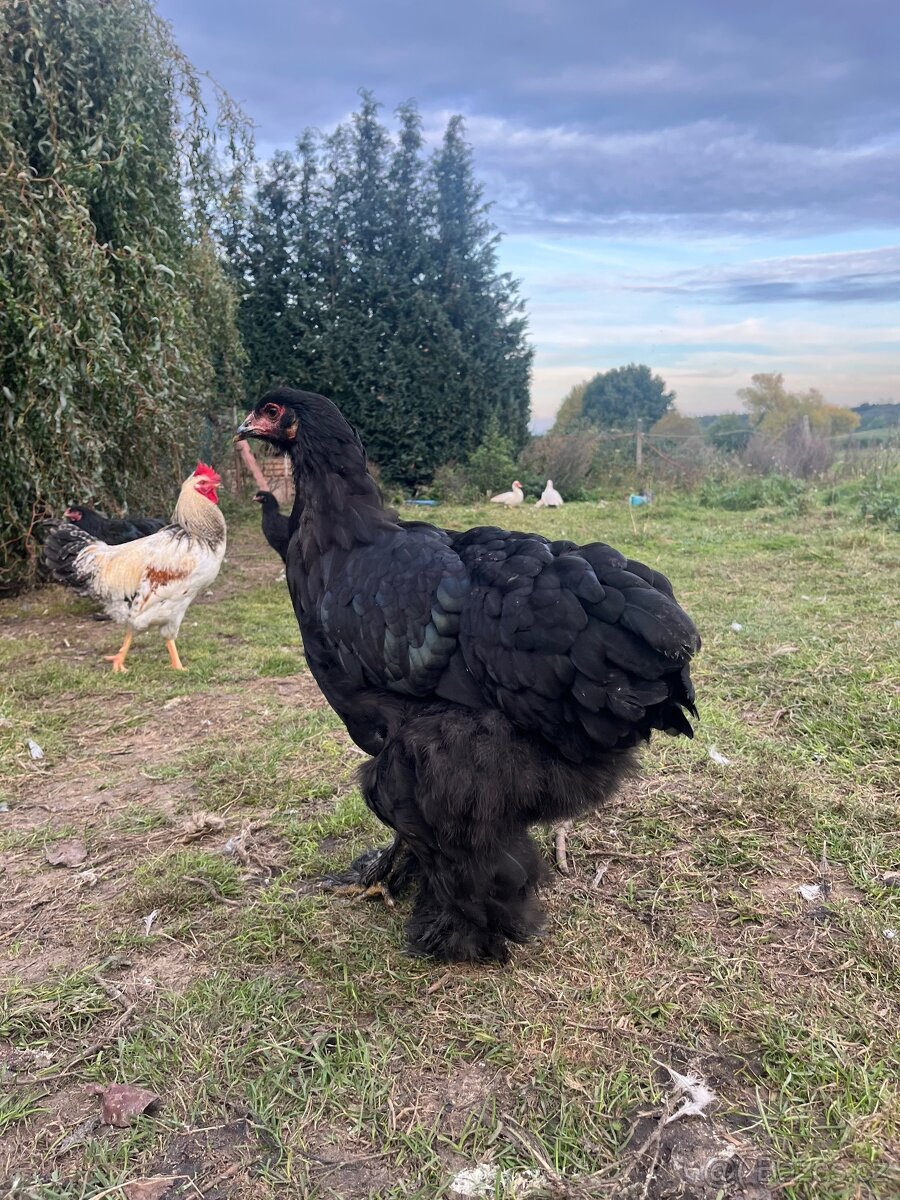 Brahmánka Velká - 4