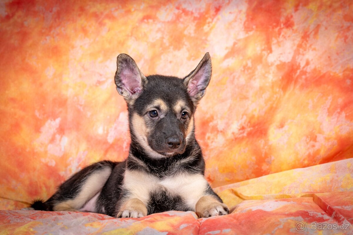 Peruánský naháč - 4